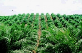 PEREMAJAAN SAWIT : Riau Replanting 30.000 Hektare